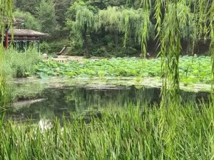 清华笔记：计算共形几何讲义 （17）全纯二次微分（holomorphic quadratic differential）-卡核