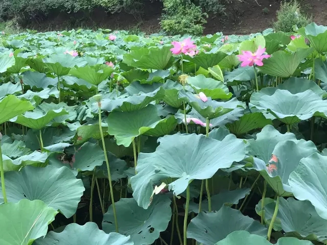 清华笔记：计算共形几何讲义 （14）共形模的计算-卡核