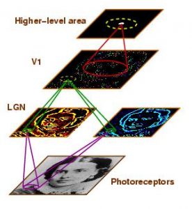Topographica 模拟神经计算软件-卡核